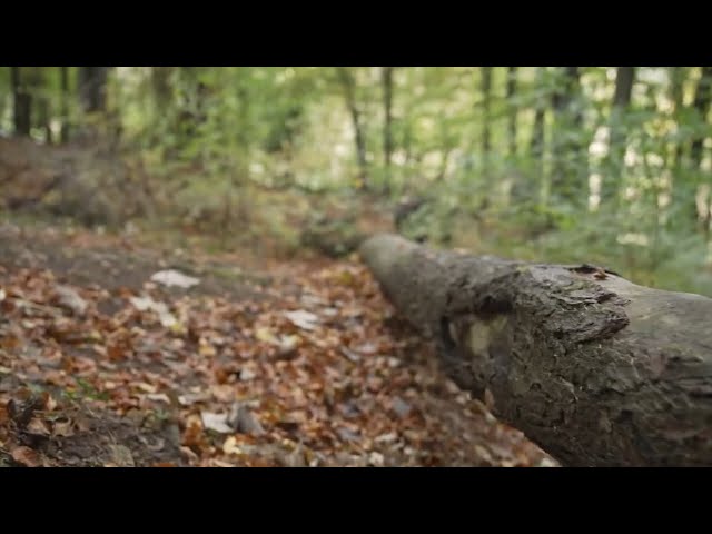 Нашествие жуков-короедов