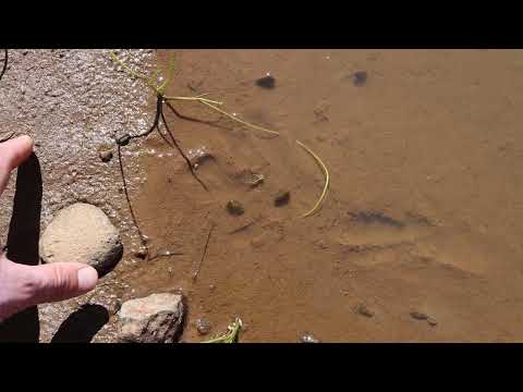 California Clam Shrimp (Cyzicus californicus )
