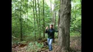 preview picture of video 'Restoring old growth in the Happy Valley Forest'