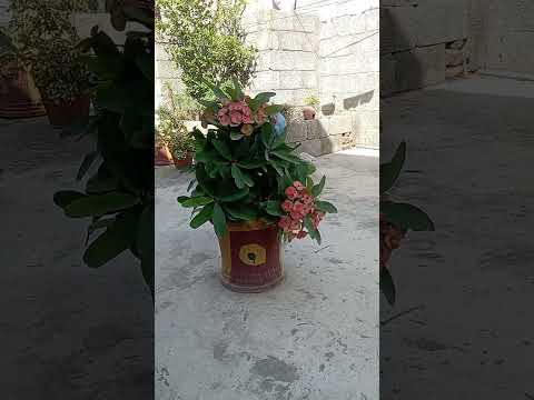 beautiful ❤️❤️🤩🤩 flowers 🌷🌷🌹🌹🌹 so