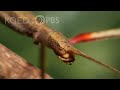 Walking Sticks Stop Drop And Clone To Survive Deep Look