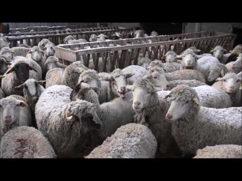 GIURGENI 69 - SHEEPS / OAIE in Giurgeni