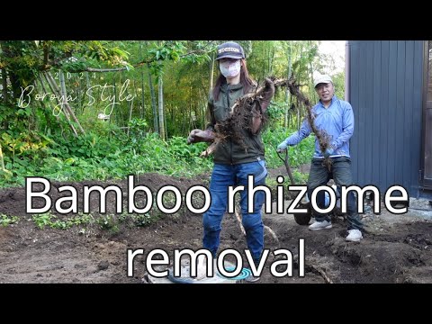 鉢植えの矮性竹: 屋内でも屋外でも育てられる非常に観賞用の 5 品種  庭園