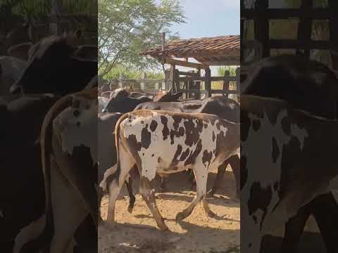 feira do Gado de Minador do negrão Alagoas