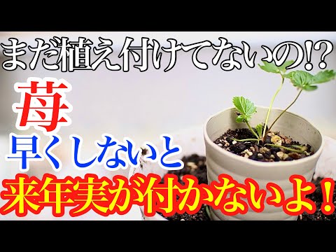 春に良いスタートを切るために、キョウチクトウにいつ肥料を与えればよいでしょうか?なんの天然肥料？  庭園