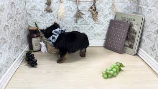 ヨークシャーテリアの動画01