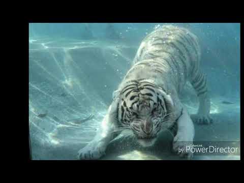 Rapu Korona freestyle 3