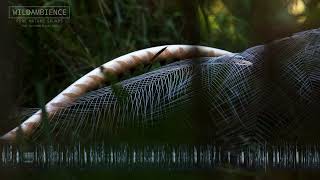 Download lagu Superb Lyrebird Sounds - Spectacular song, calls & mimicry mp3