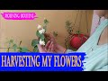 My Morning Routine A Mogra Flower And A Morning Harvesting