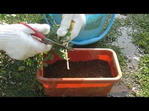 園芸 アラビアン ジャスミン、サンバック ジャスミン