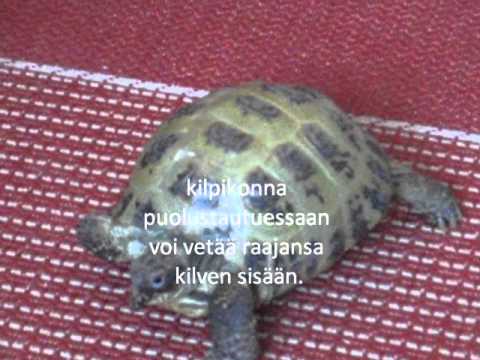 kilpikonna