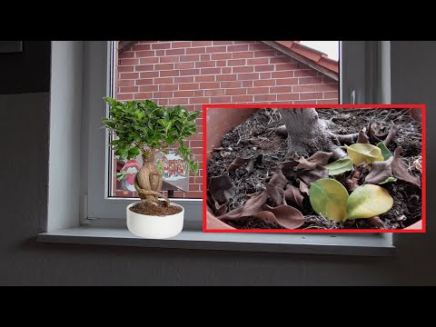 Ikea Bonsai Baum verliert Blätter & die Blätter werden gelb & braun - Ficus Ginseng Bonsai geht ein
