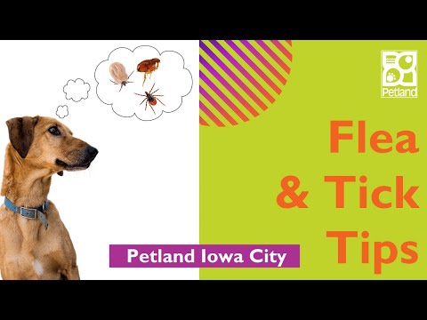 Pet Flea & Tick Checking Tips