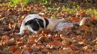 When October Goes - Kevin Mahogany