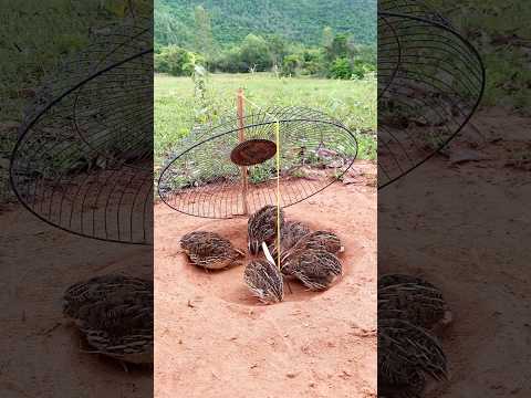 The Best Fly Trap for Chicken Coops! Finally Something That WORKS