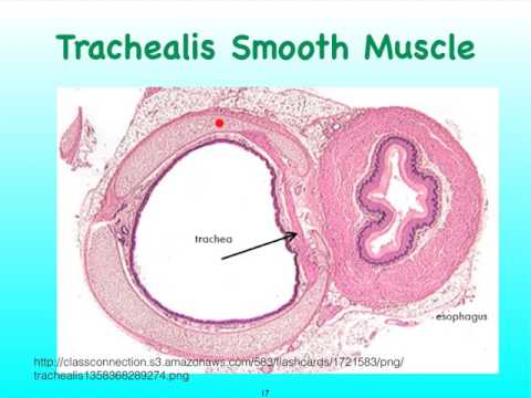 05D Respiratory Trachea