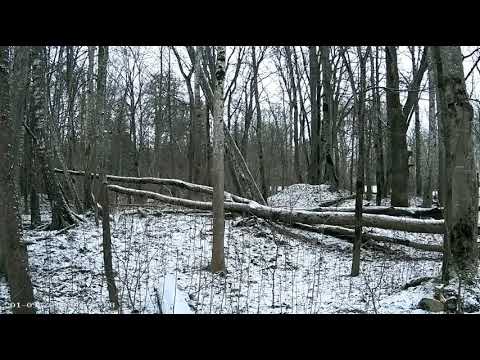 Ilves Lynx 2018-01-09 Lynx walk from right to the left 8:33