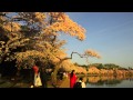 AQUI Y AJAZZ KEIKO MATSUI "Cherry Blossom" DC