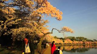 AQUI Y AJAZZ KEIKO MATSUI "Cherry Blossom" DC