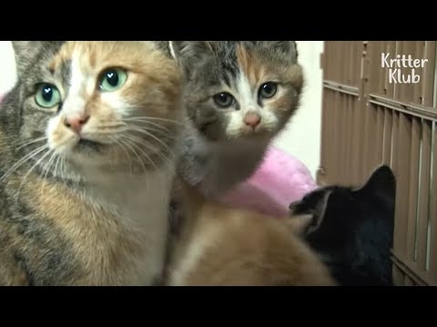 Smart Cat Has Been Hiding Her Kittens In 'This' At Home | Kritter Klub