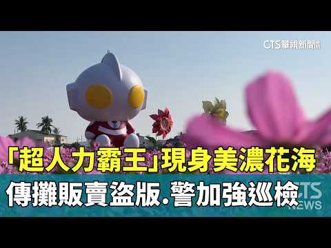 「超人力霸王」現身美濃花海　傳攤販賣盜版.警加強巡檢