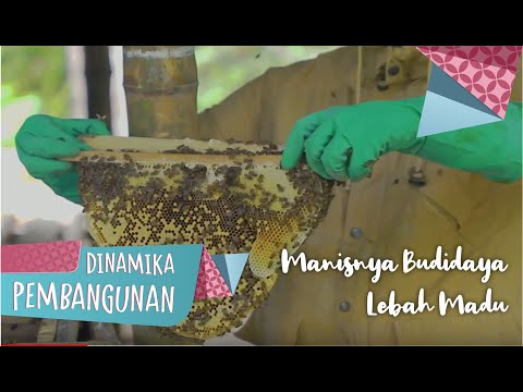 Manisnya Budidaya Lebah Madu | Dinamika Pembangunan