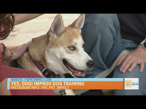Yes, Dog! Improv Dog Training - YouTube