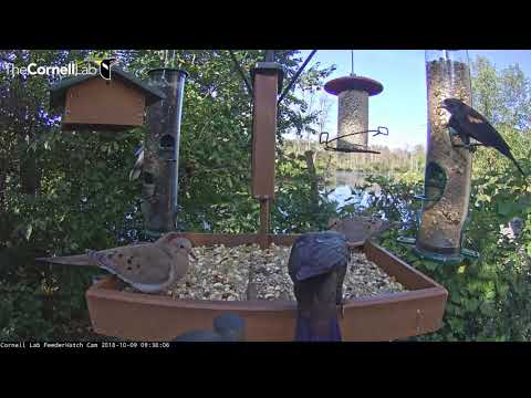 Sunny Tuesday Morning Brings Visitors To Cornell Feeders – Oct. 9, 2018