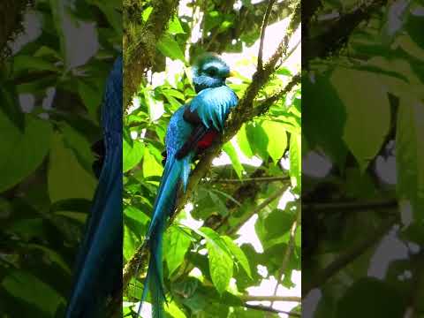 El quetzal es una de las aves más bellas del mundo