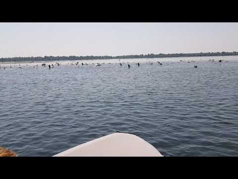 Pelicani si cormorani pescuind intr-un lac in Delta Dunarii.Group of cormorants and pelicans fishing