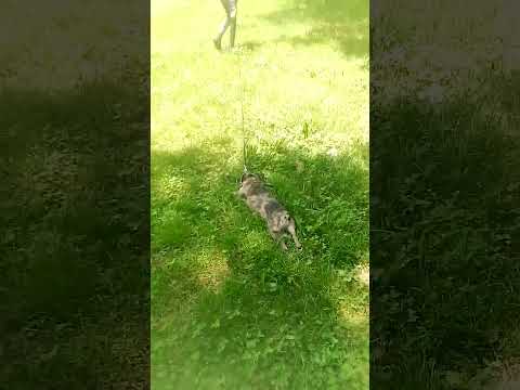 Walking your dog..park.... Peace, safety.