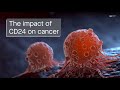 Deciphering the role of CD24 in solid cancers