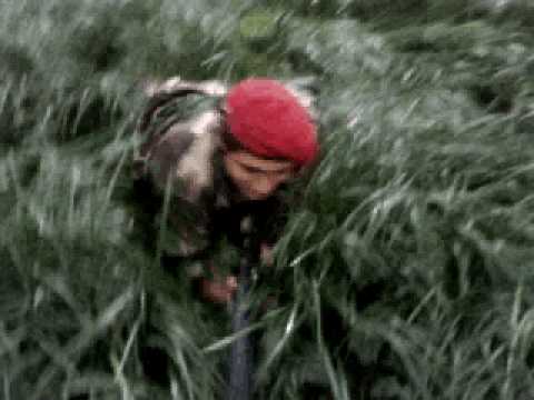 Rafael The Hunger Games Book Trailer