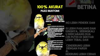 Download lagu Ciri ciri pleci bustomi jantan dan betina mp3