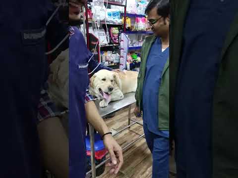 Jerry treated for hip dislocation #doglovers #labrador #petlover #cutedog #smartpet #