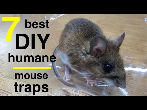 7 Best DIY Mousetraps ●  All Capture and Release !