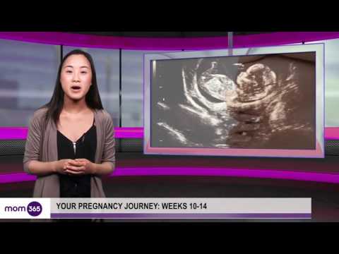 Your Pregnancy - Week 10 to 14 | Mom365