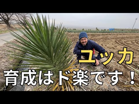 屋外のユッカを適切に維持して現代の景観を向上させるにはどうすればよいでしょうか?  庭園