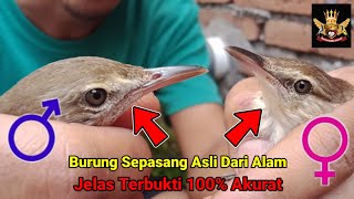 Download lagu Tips membedakan burung kerak basi alis putih jantan dan betina mp3