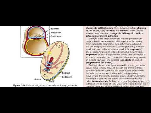 Gastrulation 6