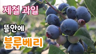 제철 과일 새콤달콤 블루베리 (평택 뜰안에블루베리)