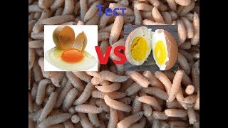 Опарыши для рыбалки как делать