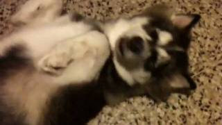 preview picture of video 'Onyx My Siberian Husky'