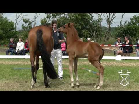 NF205 Stutfohlen von Zuccero - Caretino - Corrado I
