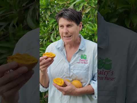 Canistel - The Egg Fruit