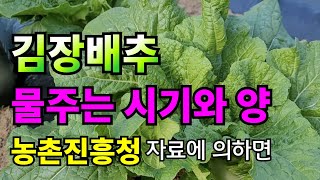(필수사항) 결구 잘 된 김장배추 수확 필수사항 / 김장배추 물주기 /김장배추물주는 시기 / 김장배추물주는양…