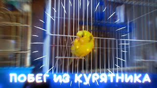 Побег из курятника))