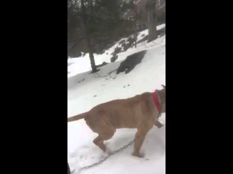 BIGGEST & STRONGEST PITBULL on the EASTCOAST!