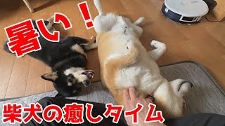 柴犬のクールダウン！ハンディファンとセクシーポーズの秘密（笑）【京の柴犬】太郎の犬モノガタリ第473話