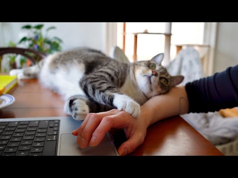 YouTube 썸네일